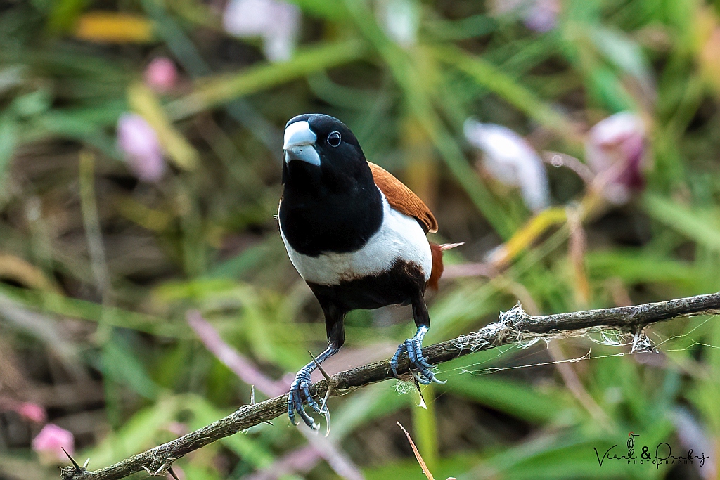 Black-headed Munia